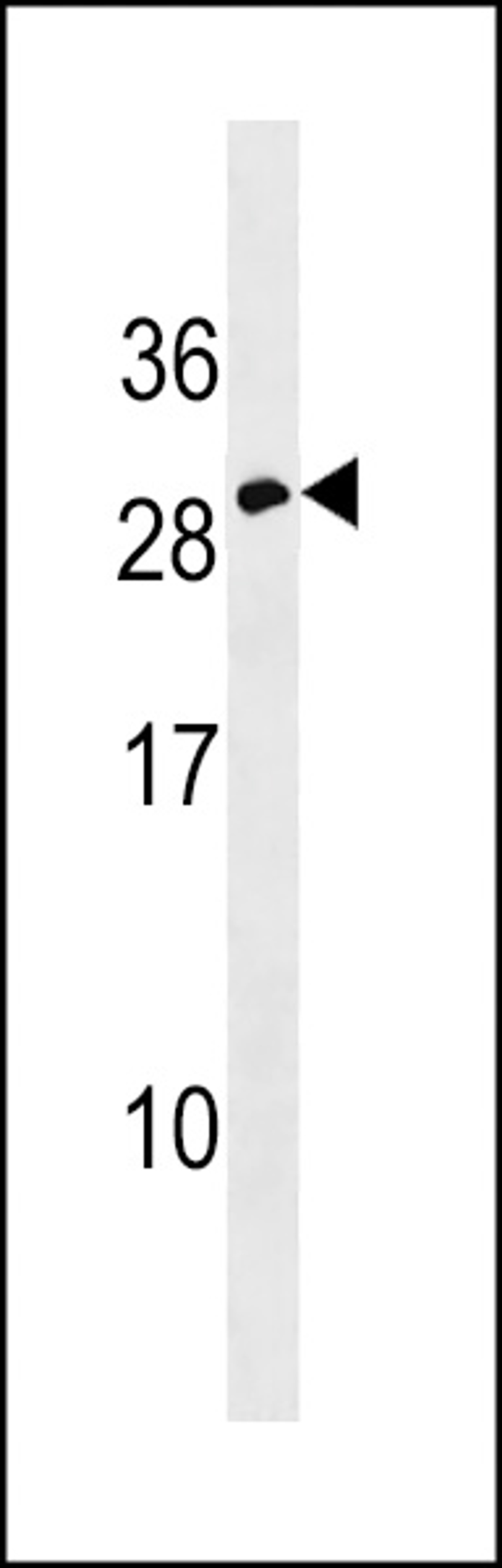 Western blot analysis in CEM cell line lysates (35ug/lane).This demonstrates the detected the Erythropoietin protein (arrow).