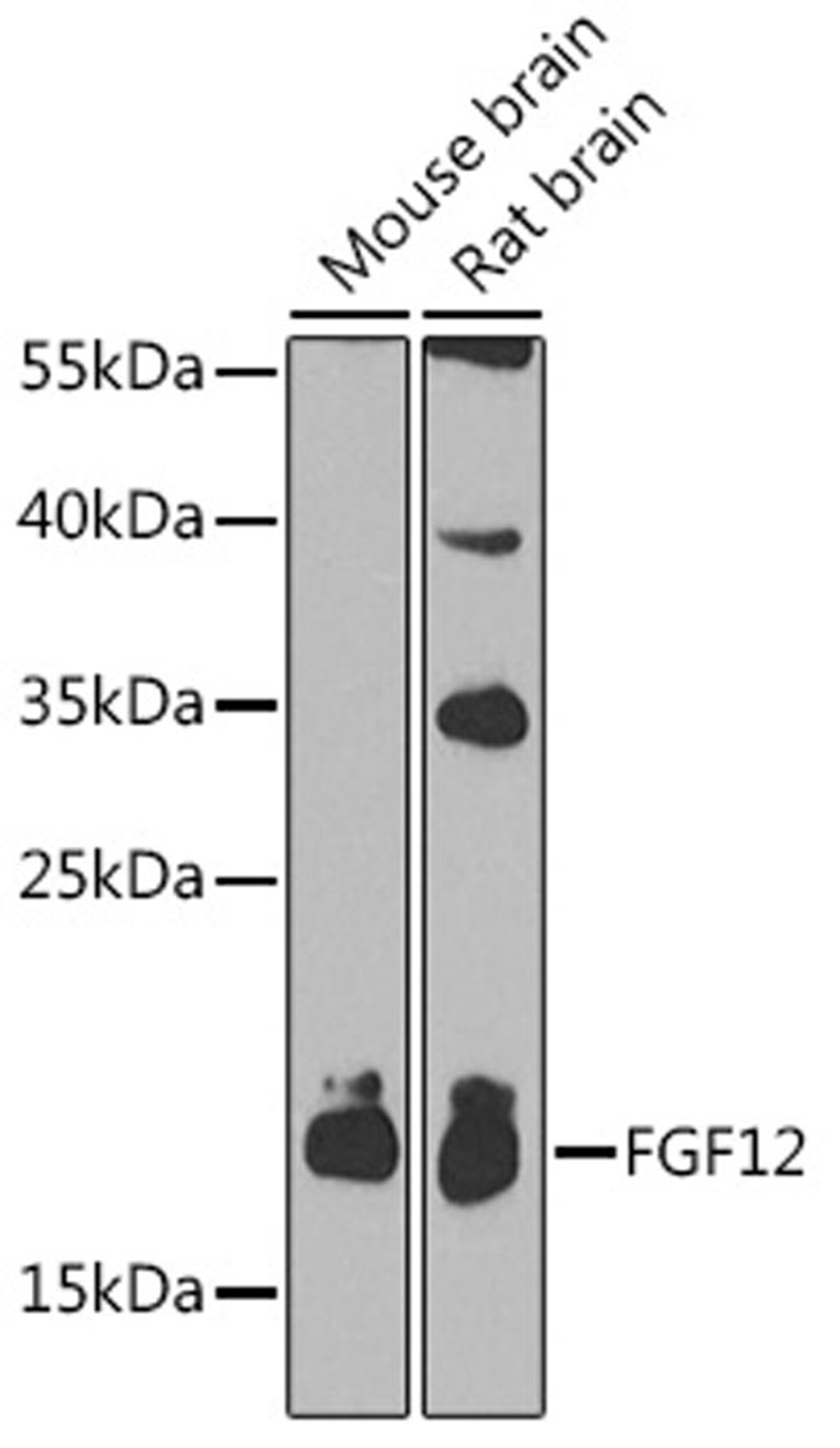 Western blot - FGF12 antibody (A2667)