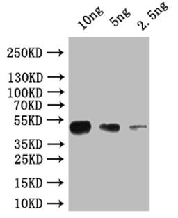 Western Blot. Positive WB detected in: recombinant protein. All lanes: osk Antibody at 1:1000. Secondary. Goat polyclonal to rabbit IgG at 1/50000 dilution. Predicted band size: 45 kDa. Observed band size: 45 kDa. 