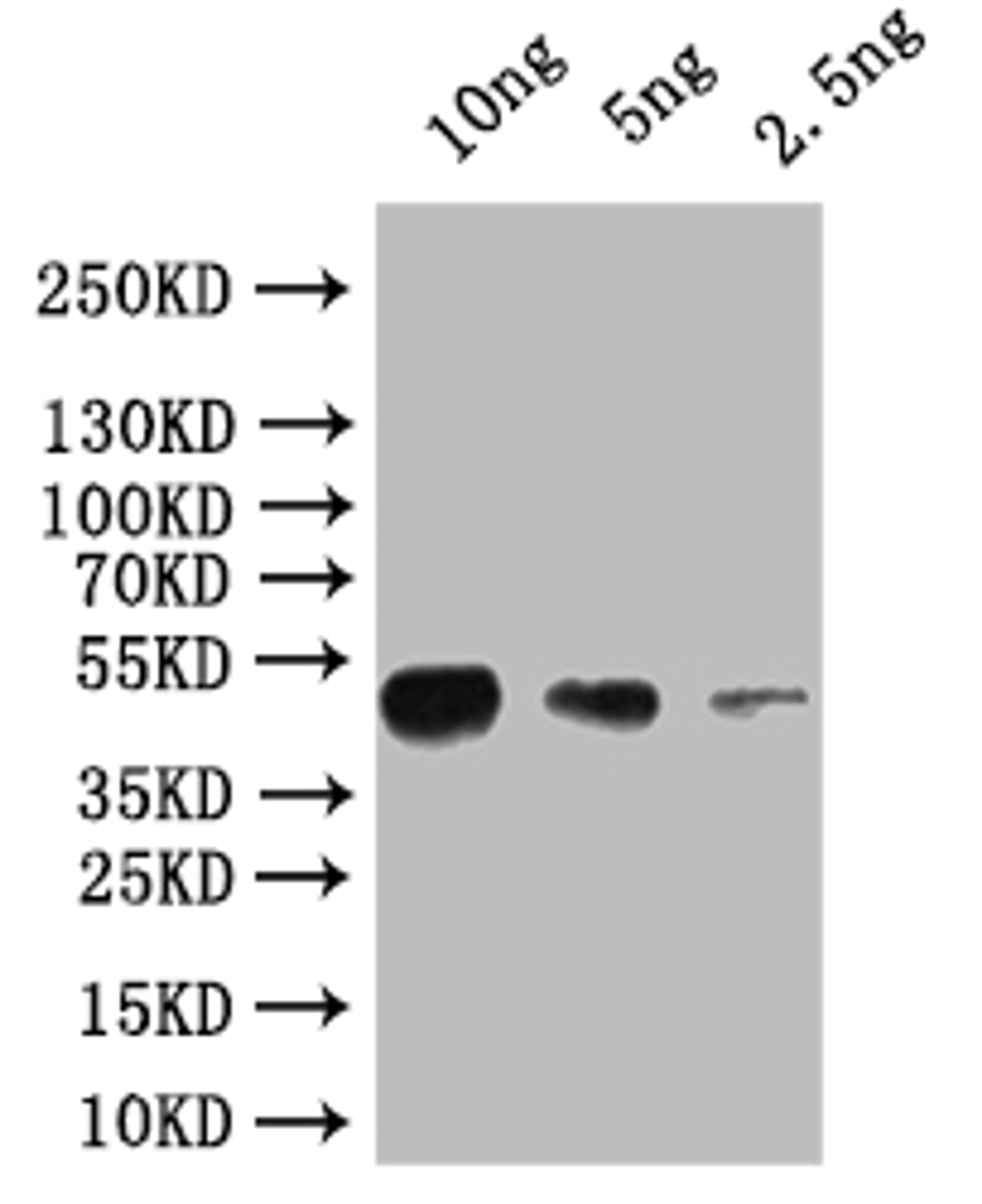 Western Blot. Positive WB detected in: recombinant protein. All lanes: osk Antibody at 1:1000. Secondary. Goat polyclonal to rabbit IgG at 1/50000 dilution. Predicted band size: 45 kDa. Observed band size: 45 kDa. 