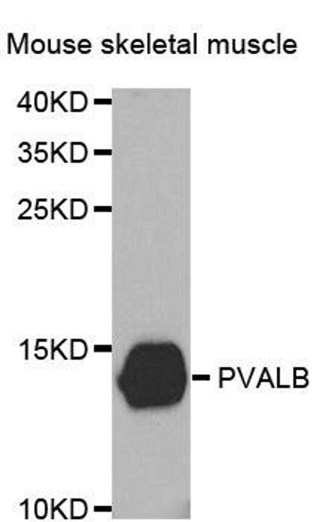 Western blot analysis of extracts of Mouse skeletal muscle tissue using PVALB antibody