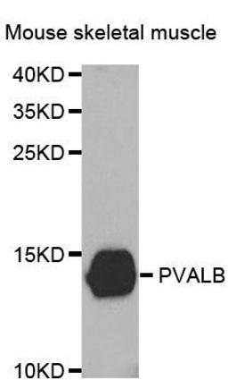 Western blot analysis of extracts of Mouse skeletal muscle tissue using PVALB antibody