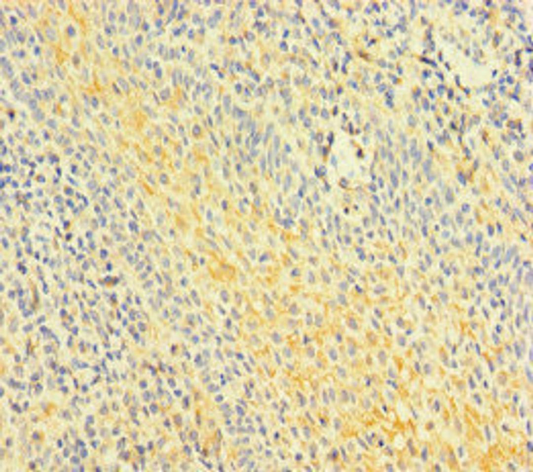 Immunohistochemistry of paraffin-embedded human tonsil tissue using CSB-PA819483LA01HU at dilution of 1:100