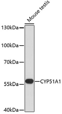 Western blot - CYP51A1 antibody (A13485)