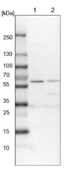 Western Blot: PDIR Antibody [NBP1-92252] - Lane 1: NIH-3T3 cell lysate (Mouse embryonic fibroblast cells)<br/>Lane 2: NBT-II cell lysate (Rat Wistar bladder tumour cells)