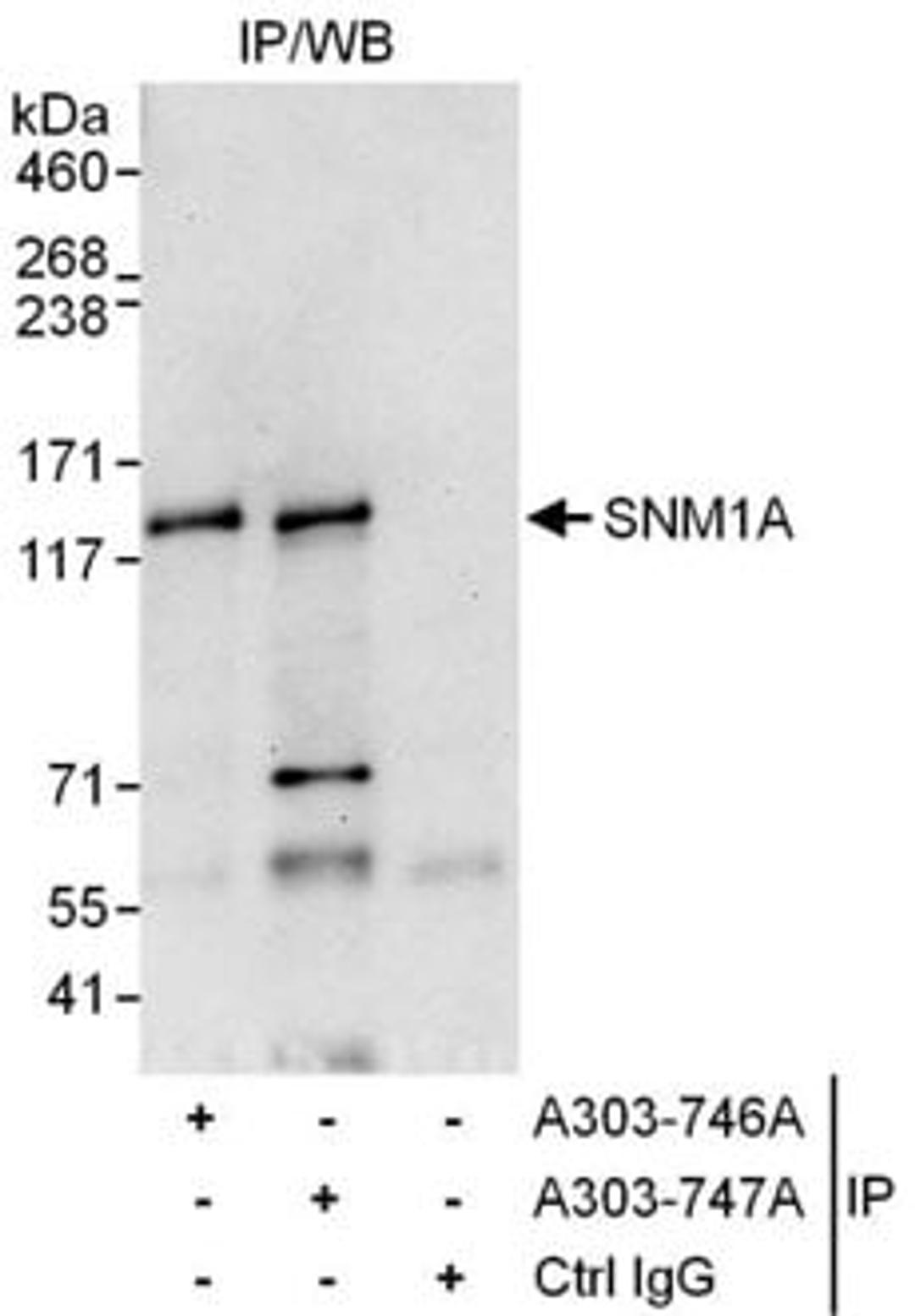 Detection of human SNM1A by western blot of immunoprecipitates.