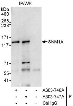 Detection of human SNM1A by western blot of immunoprecipitates.