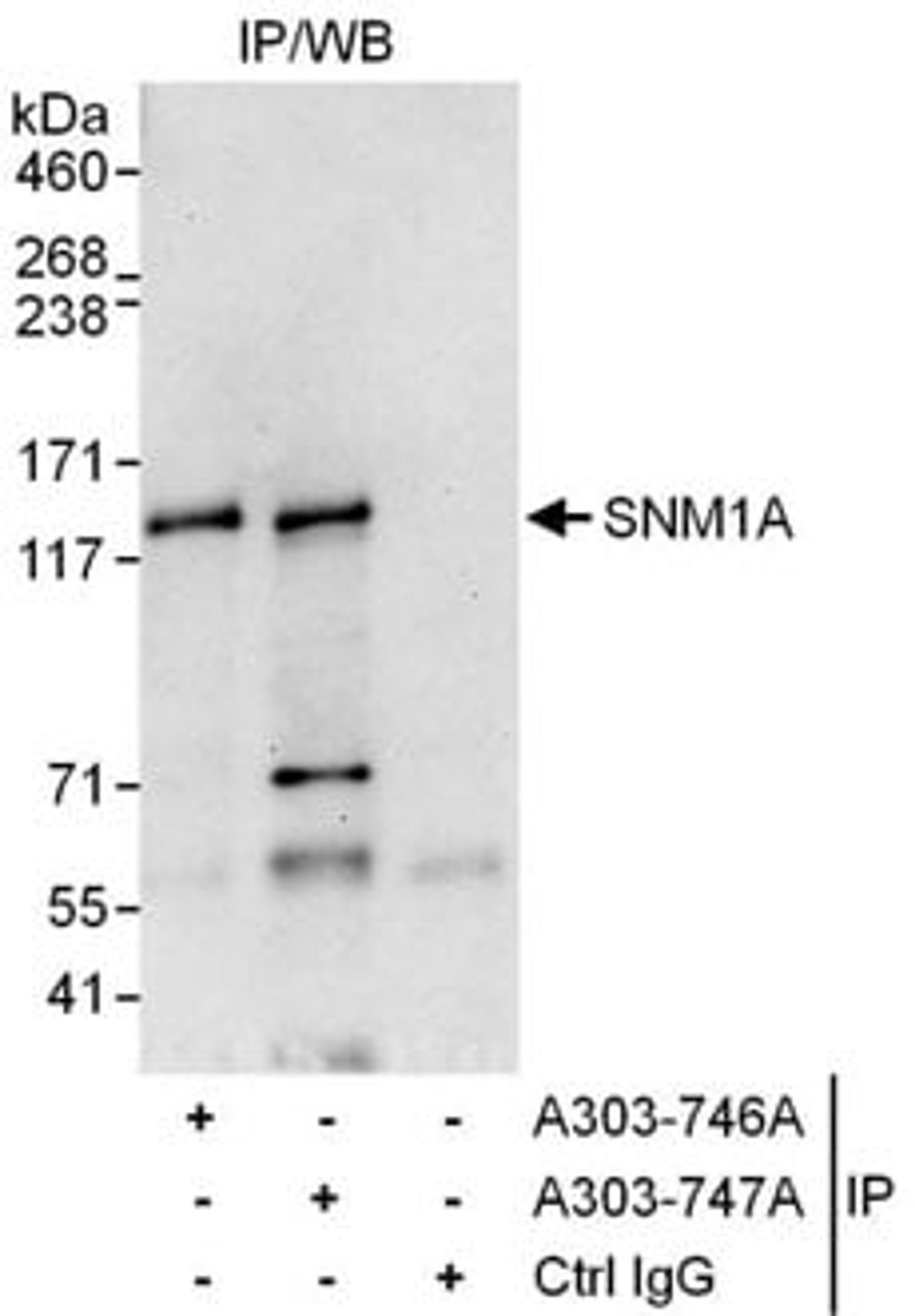 Detection of human SNM1A by western blot of immunoprecipitates.