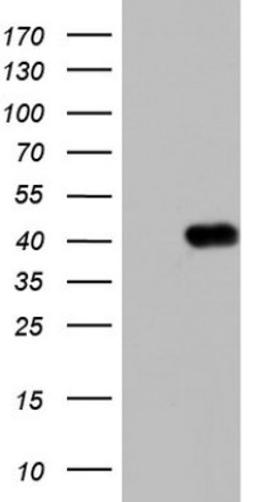 Western Blot: Boll Antibody (2D11) [NBP2-46582] - Analysis of HEK293T cells were transfected with the pCMV6-ENTRY control (Left lane) or pCMV6-ENTRY BOLL.