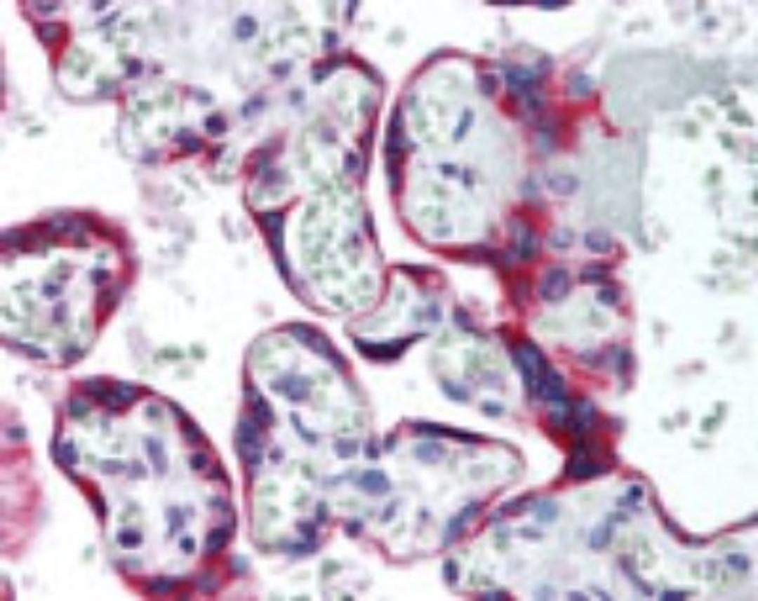 Immunohistochemistry-Paraffin: Somatostatin Receptor 5 Antibody [NB100-56498] - analysis of human placenta using Somatostatin Receptor 5 antibody at 10 ug/ml.