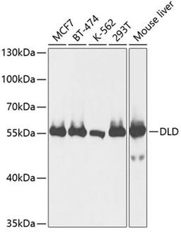 Western blot - DLD antibody (A13296)