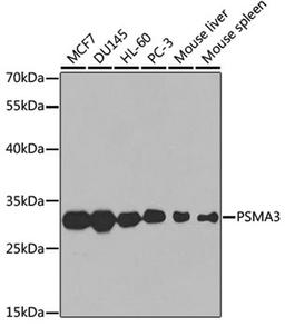 Western blot - PSMA3 antibody (A1245)