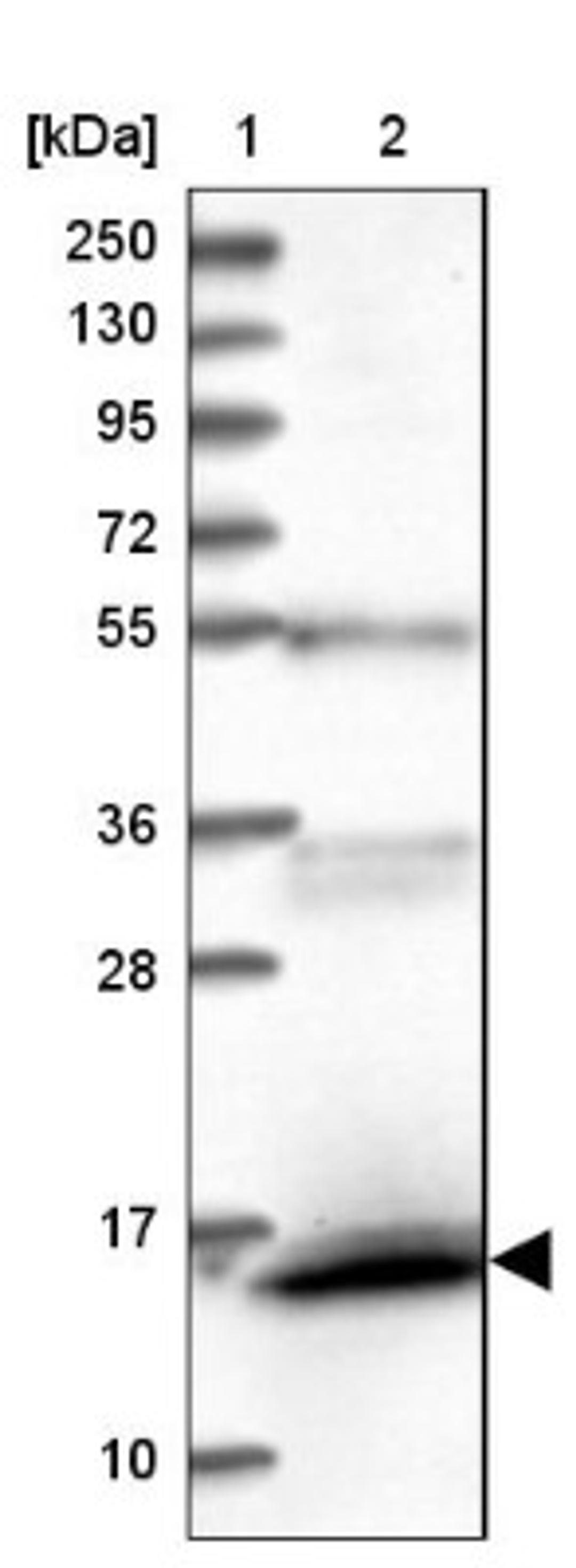 Western Blot: FAM103A1 Antibody [NBP1-88436] - Lane 1: Marker [kDa] 250, 130, 95, 72, 55, 36, 28, 17, 10<br/>Lane 2: Human cell line RT-4