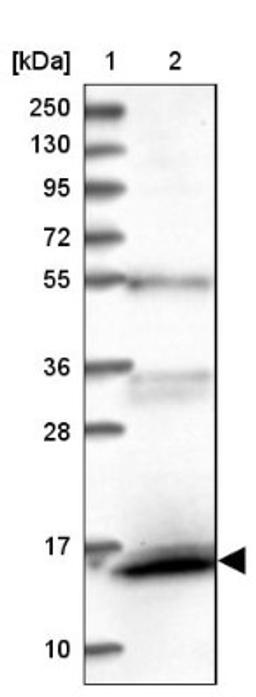 Western Blot: FAM103A1 Antibody [NBP1-88436] - Lane 1: Marker [kDa] 250, 130, 95, 72, 55, 36, 28, 17, 10<br/>Lane 2: Human cell line RT-4