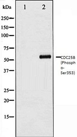 Western blot analysis of COS7 whole cell lysates using CDC25B (Phospho-Ser353) antibody, The lane on the left is treated with the antigen-specific peptide.