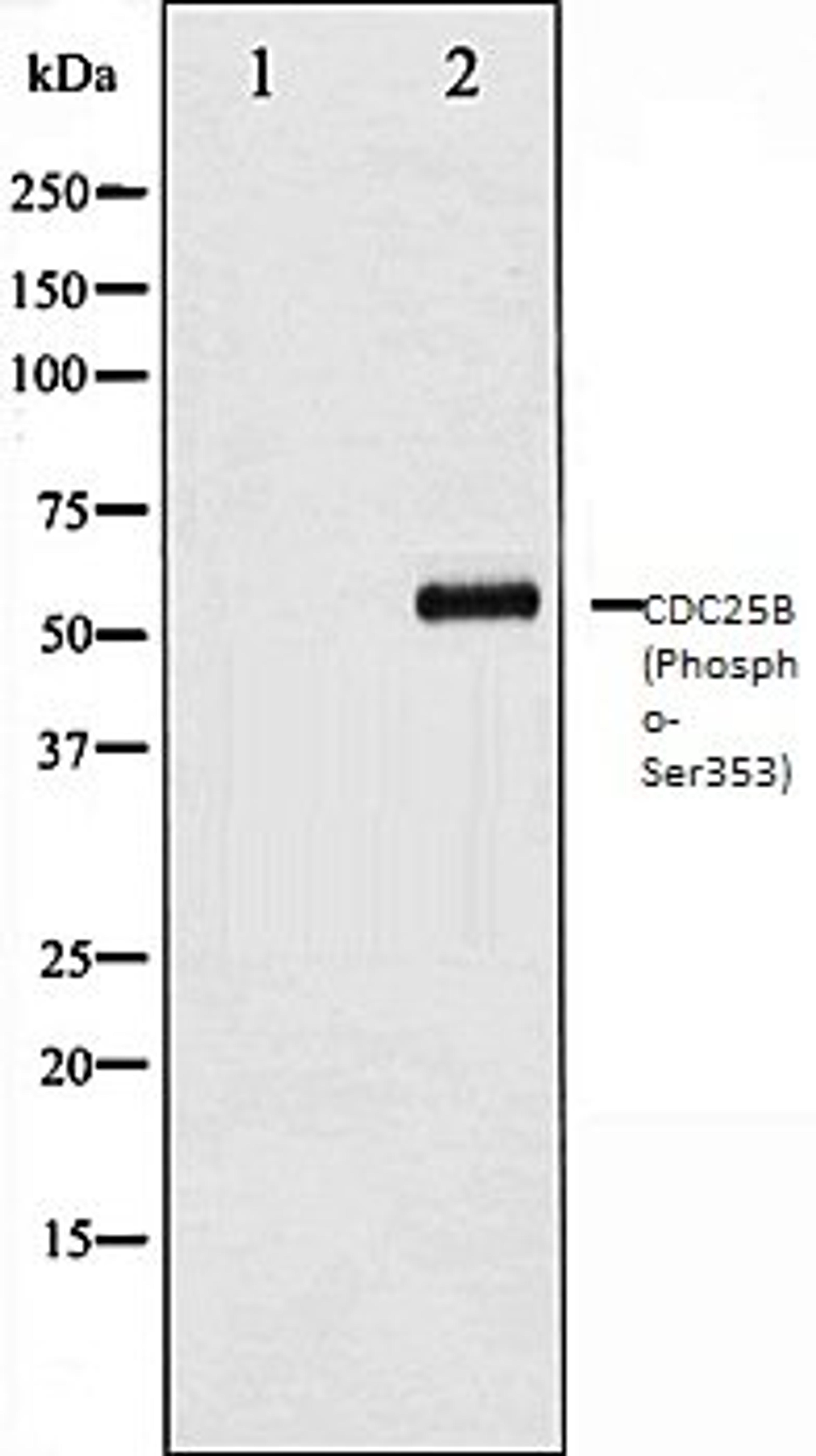 Western blot analysis of COS7 whole cell lysates using CDC25B (Phospho-Ser353) antibody, The lane on the left is treated with the antigen-specific peptide.