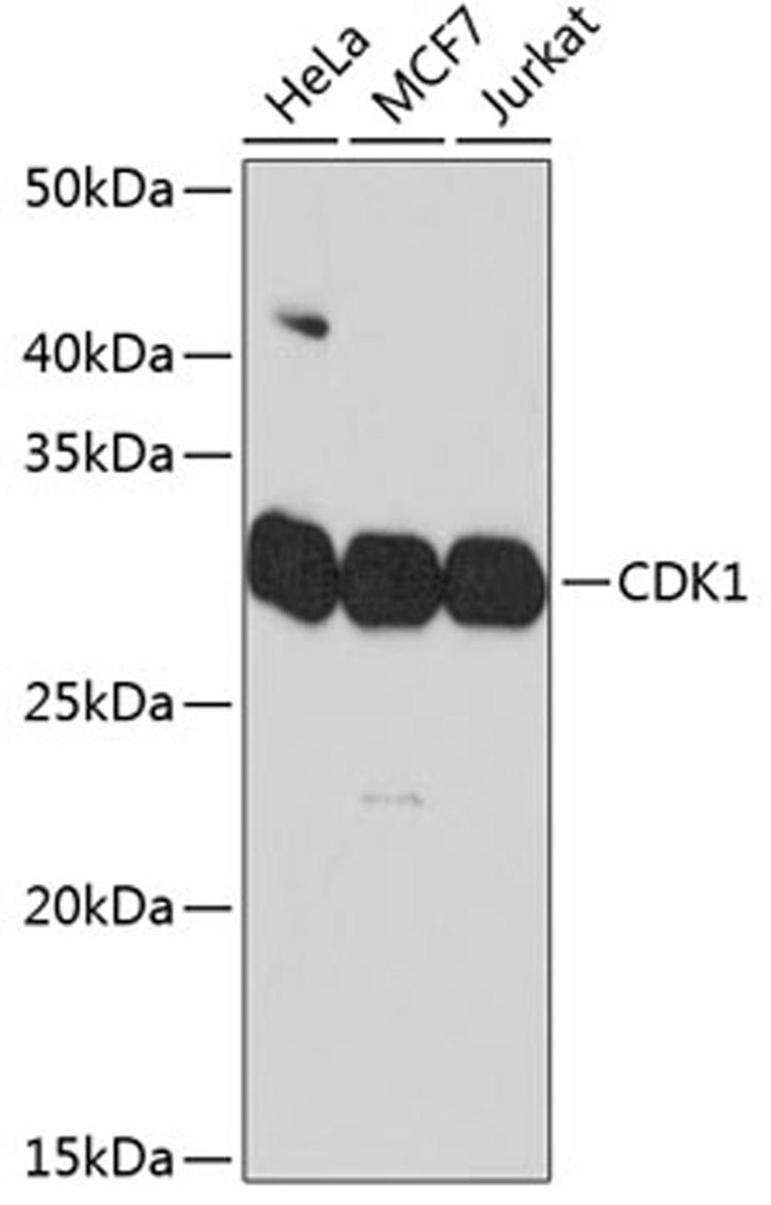 Western blot - CDK1 Rabbit mAb (A11420)