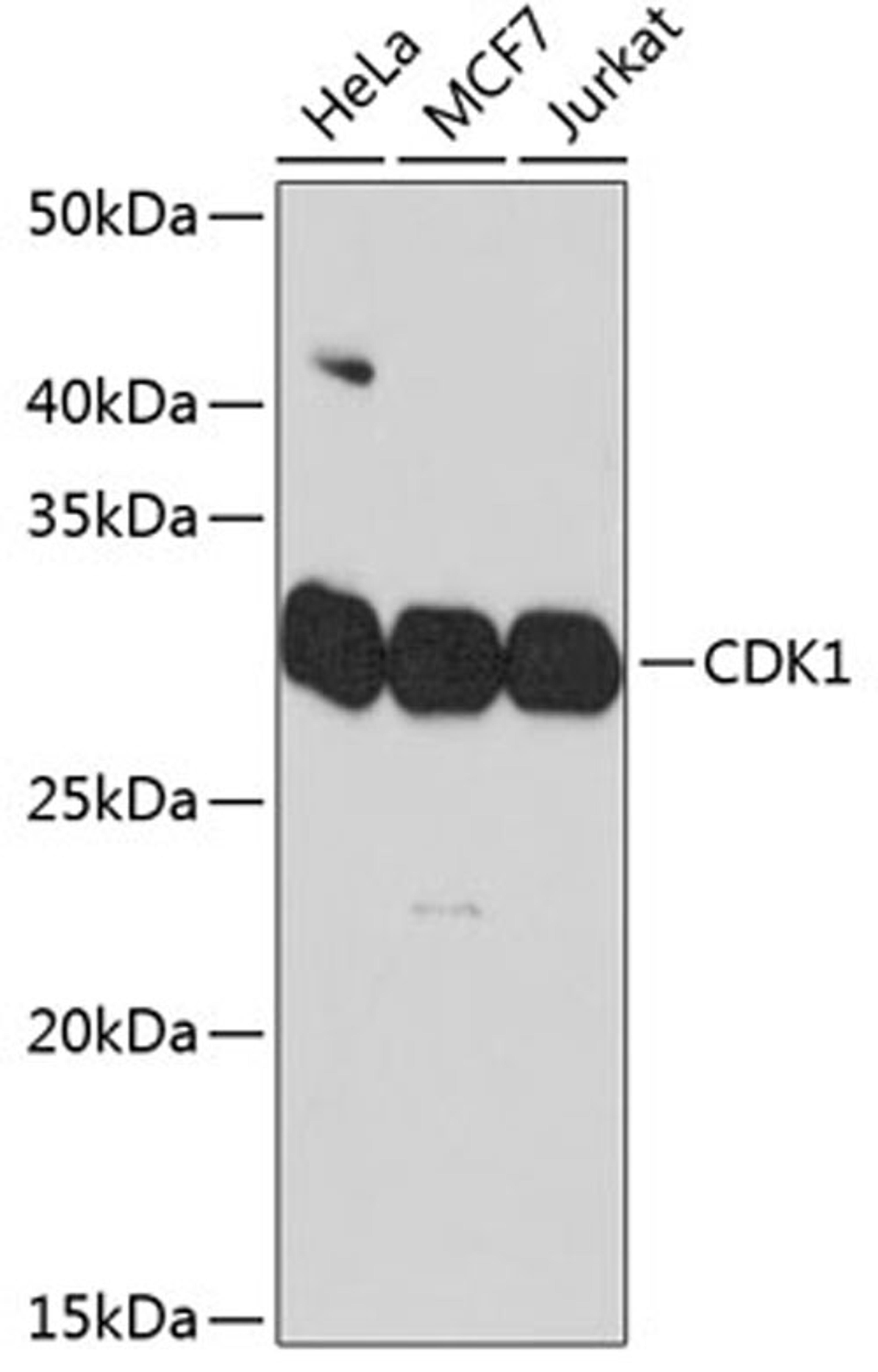 Western blot - CDK1 Rabbit mAb (A11420)