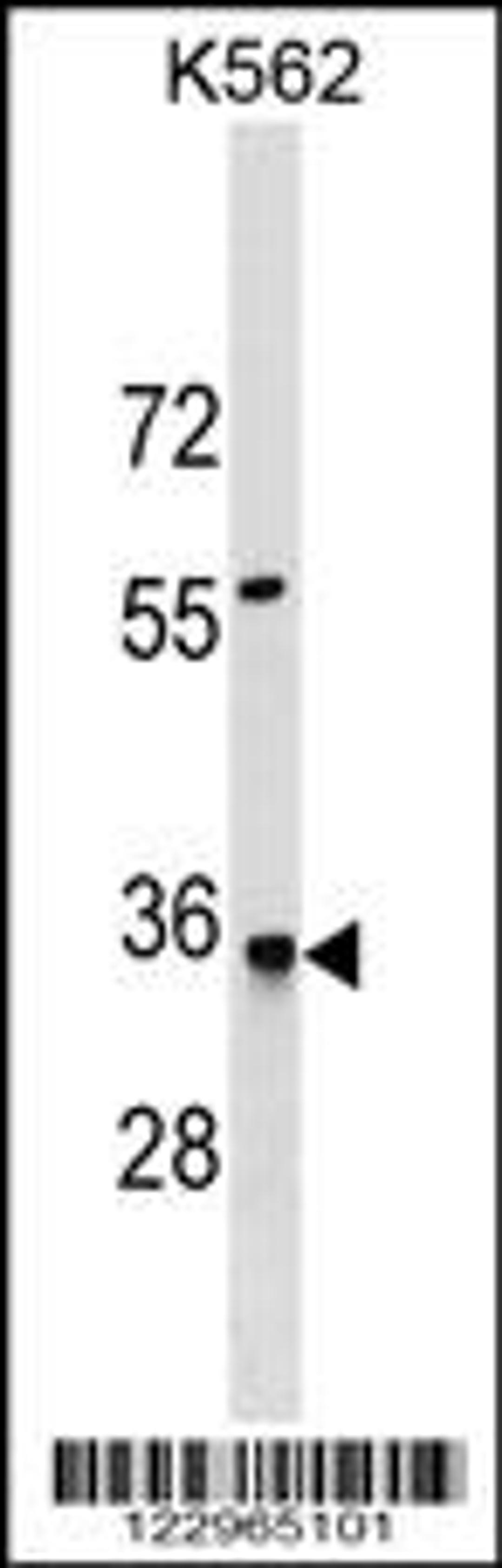 Western blot analysis in K562 cell line lysates (35ug/lane).