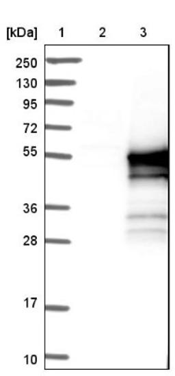 Western Blot: AGFG2 Antibody [NBP1-83213] - Lane 1: Marker [kDa] 250, 130, 95, 72, 55, 36, 28, 17, 10<br/>Lane 2: Negative control (vector only transfected HEK293T lysate)<br/>Lane 3: Over-expression lysate (Co-expressed with a C-terminal myc-DDK tag (~3.1 kDa) in mammalian HEK293T cells, LY401830)