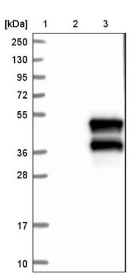 Western Blot: NDRG4 Antibody [NBP1-81434] - Lane 1: Marker [kDa] 250, 130, 95, 72, 55, 36, 28, 17, 10<br/>Lane 2: Negative control (vector only transfected HEK293T lysate)<br/>Lane 3: Over-expression lysate (Co-expressed with a C-terminal myc-DDK tag (~3.1 kDa) in mammalian HEK293T cells, LY402788)