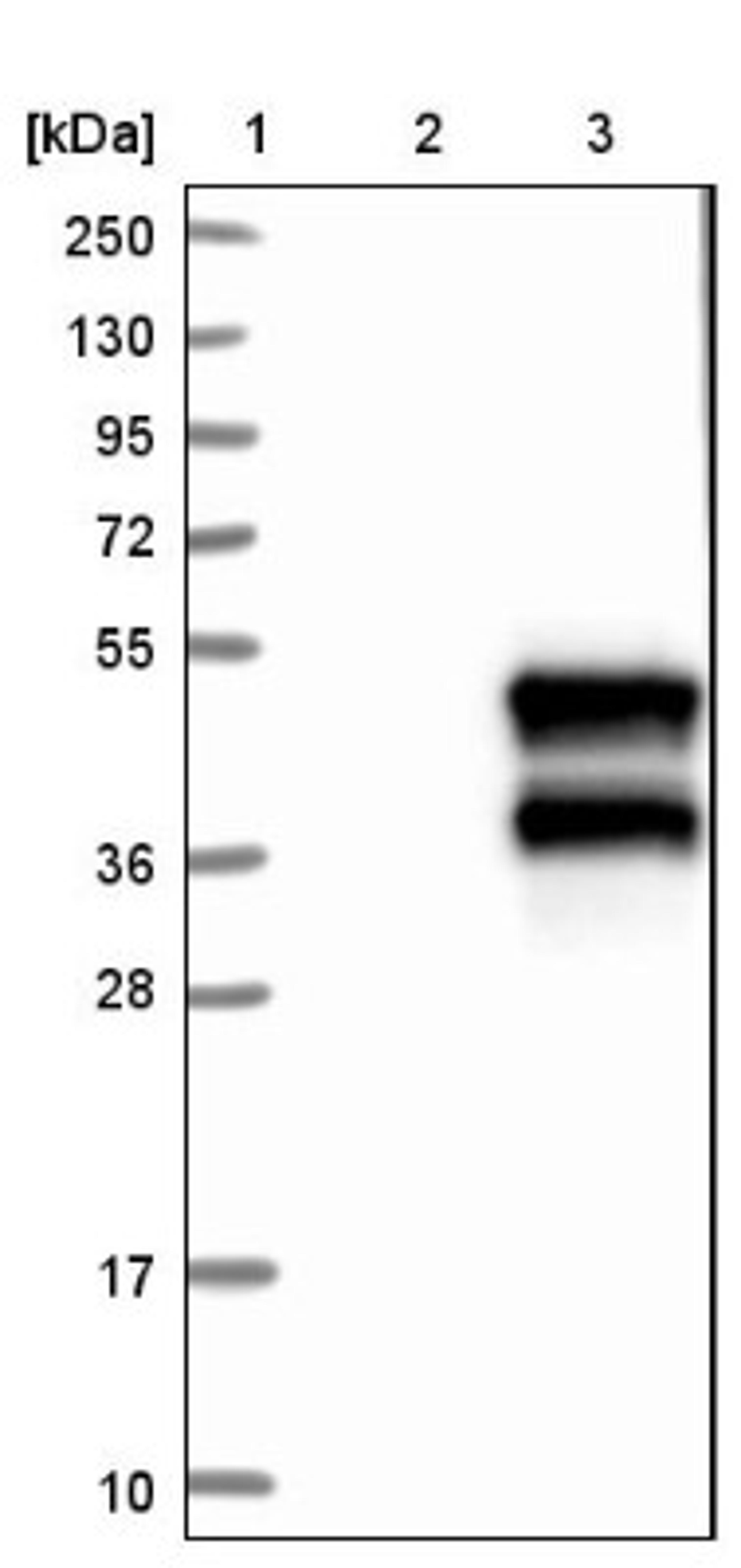 Western Blot: NDRG4 Antibody [NBP1-81434] - Lane 1: Marker [kDa] 250, 130, 95, 72, 55, 36, 28, 17, 10<br/>Lane 2: Negative control (vector only transfected HEK293T lysate)<br/>Lane 3: Over-expression lysate (Co-expressed with a C-terminal myc-DDK tag (~3.1 kDa) in mammalian HEK293T cells, LY402788)