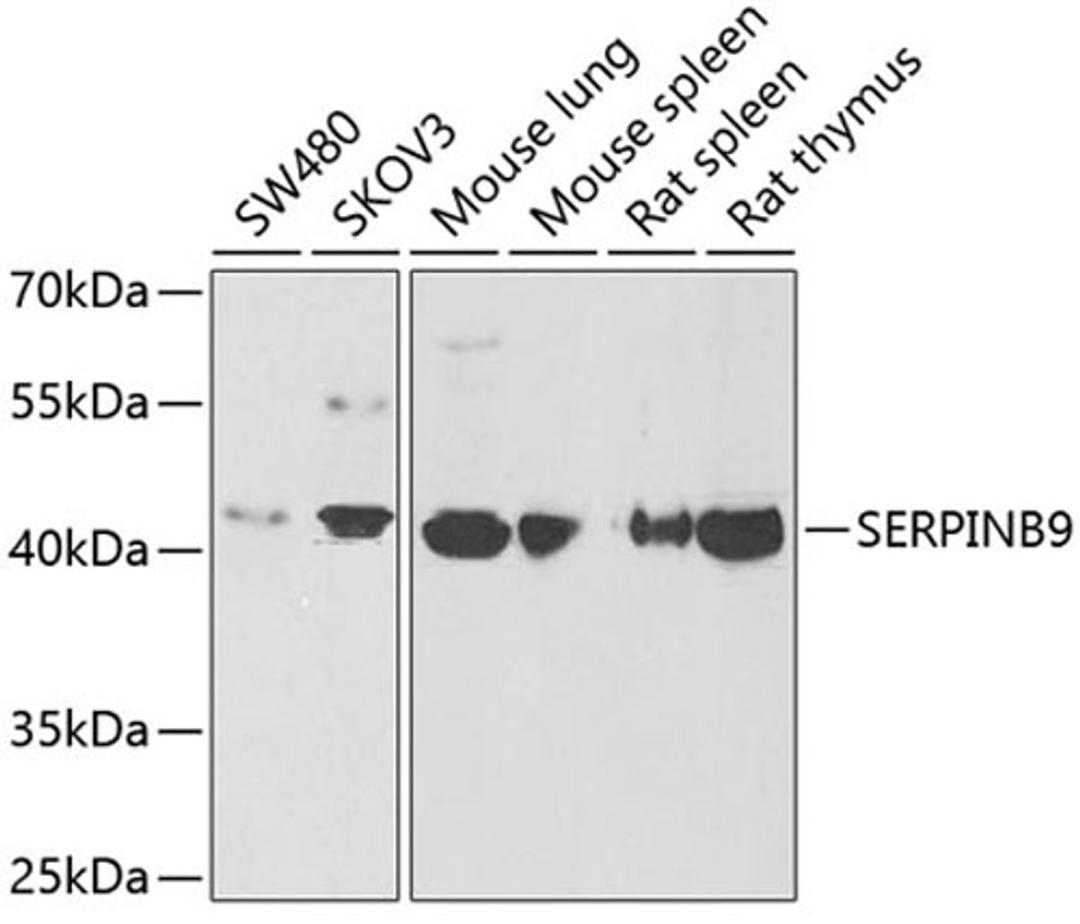 Western blot - SERPINB9 antibody (A6393)