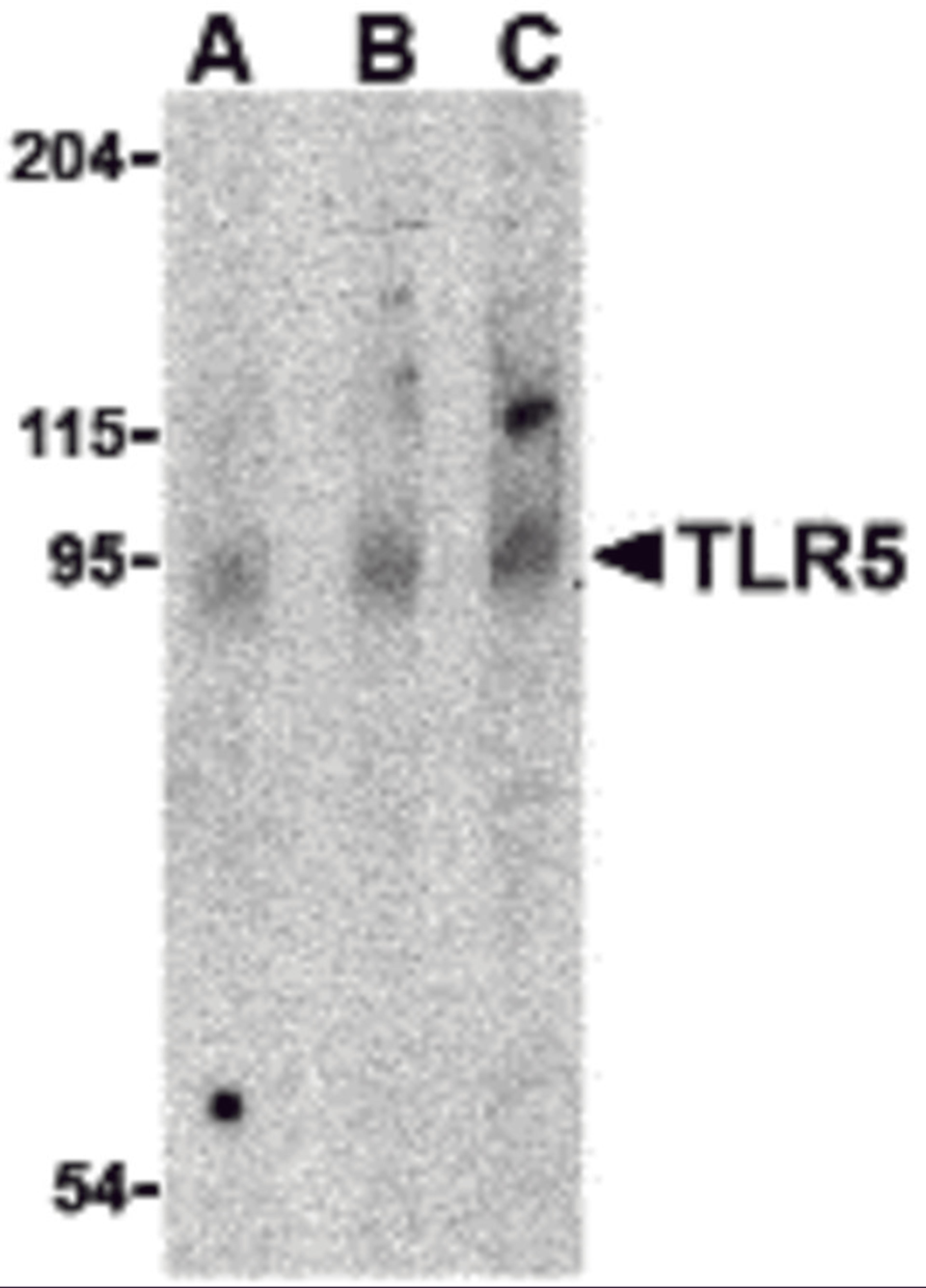 Western blot analysis of TLR5 in rat brain cell lysate with TLR5 antibody at (A) 0.5, (B) 1 and (C) 2 μg/mL.