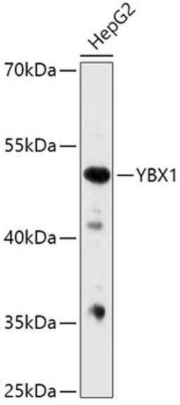 Western blot - YBX1 antibody (A15696)