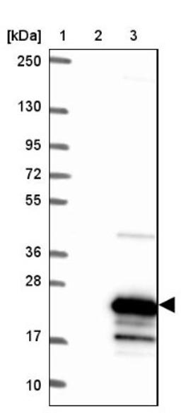 Western Blot: NKX6.3 Antibody [NBP1-92185] - Lane 1: Marker [kDa] 250, 130, 95, 72, 55, 36, 28, 17, 10<br/>Lane 2: Negative control (vector only transfected HEK293T lysate)<br/>Lane 3: Over-expression lysate (Co-expressed with a C-terminal myc-DDK tag (~3.1 kDa) in mammalian HEK293T cells, LY407438)