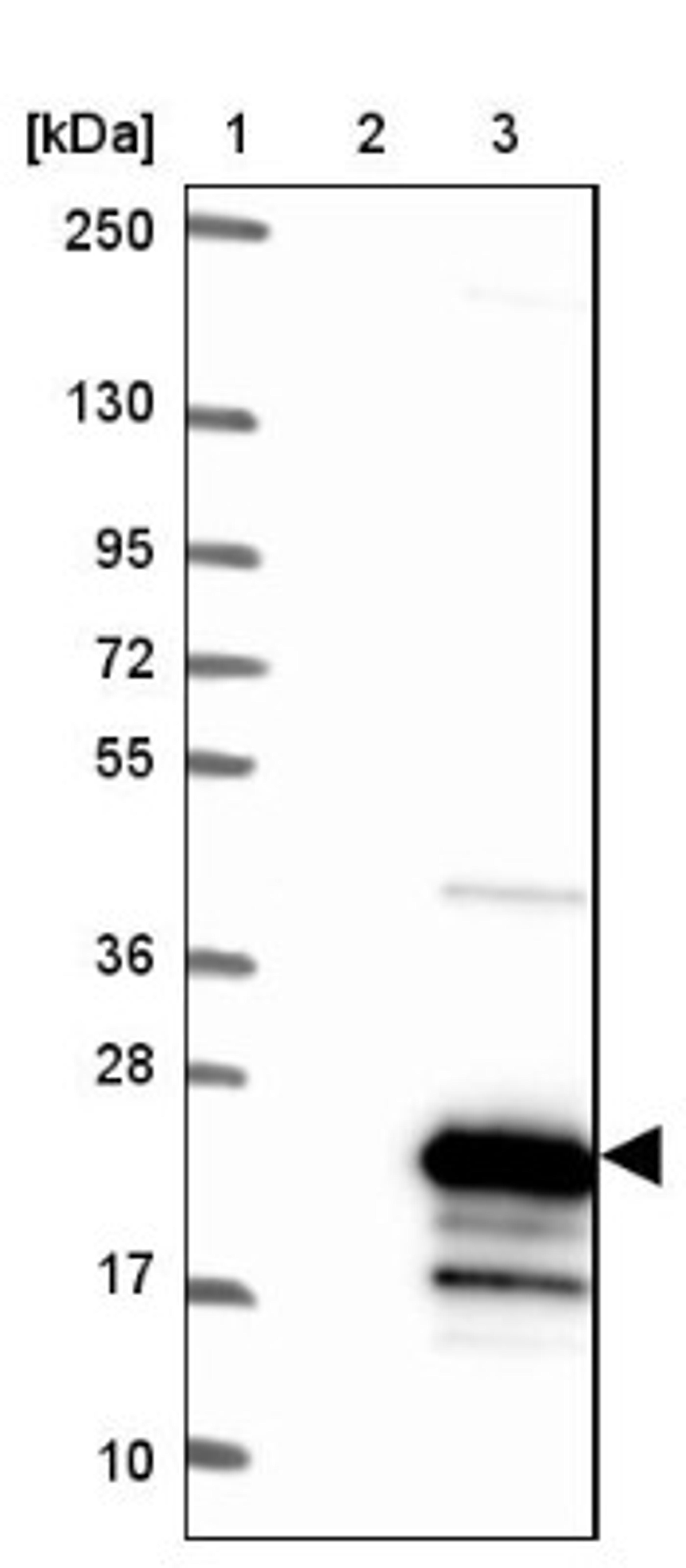 Western Blot: NKX6.3 Antibody [NBP1-92185] - Lane 1: Marker [kDa] 250, 130, 95, 72, 55, 36, 28, 17, 10<br/>Lane 2: Negative control (vector only transfected HEK293T lysate)<br/>Lane 3: Over-expression lysate (Co-expressed with a C-terminal myc-DDK tag (~3.1 kDa) in mammalian HEK293T cells, LY407438)