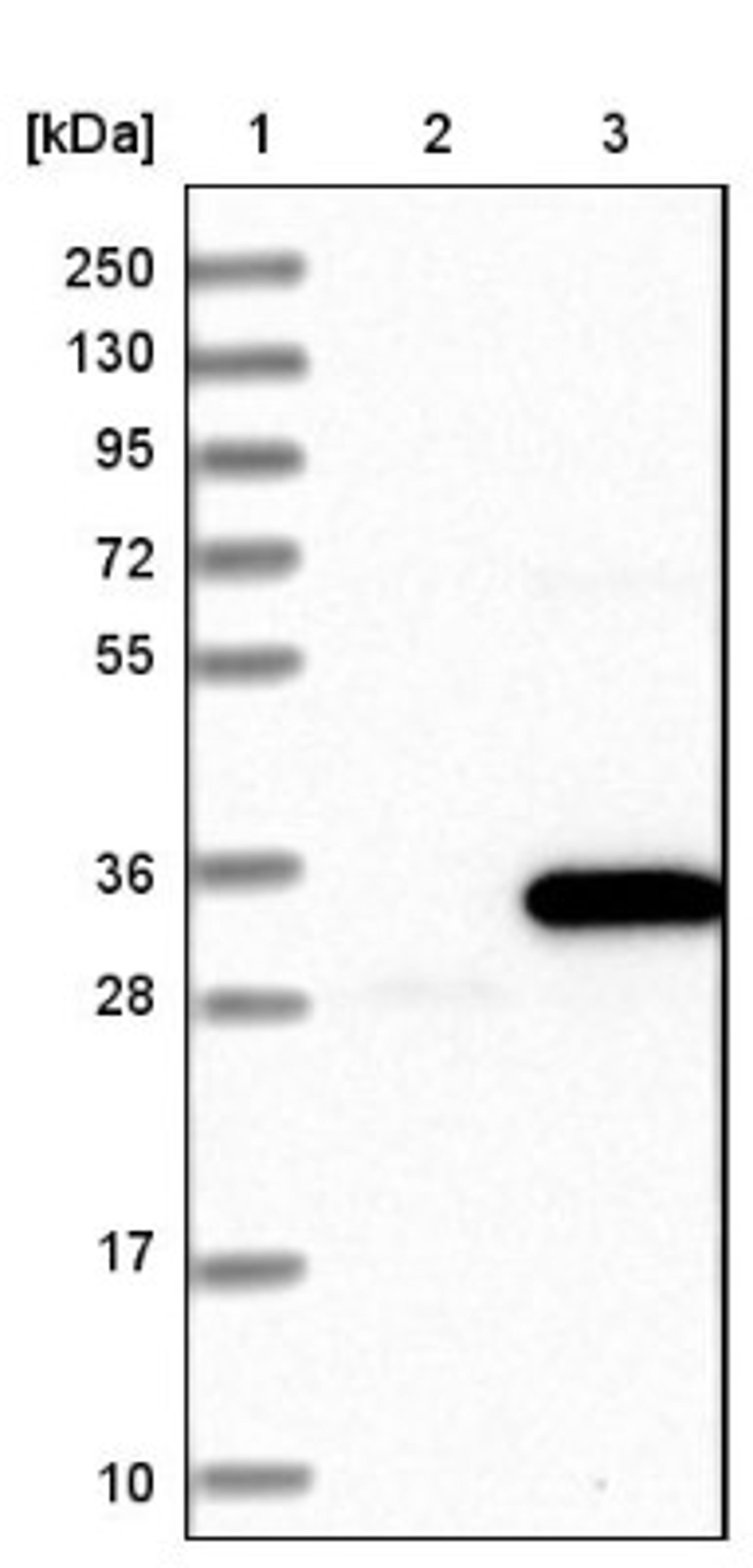 Western Blot: SLC25A10 Antibody [NBP1-85214] - Lane 1: Marker [kDa] 250, 130, 95, 72, 55, 36, 28, 17, 10<br/>Lane 2: Negative control (vector only transfected HEK293T lysate)<br/>Lane 3: Over-expression lysate (Co-expressed with a C-terminal myc-DDK tag (~3.1 kDa) in mammalian HEK293T cells, LY415953)