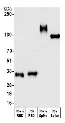 Detection of coronavirus spike protein RBD by western blot.