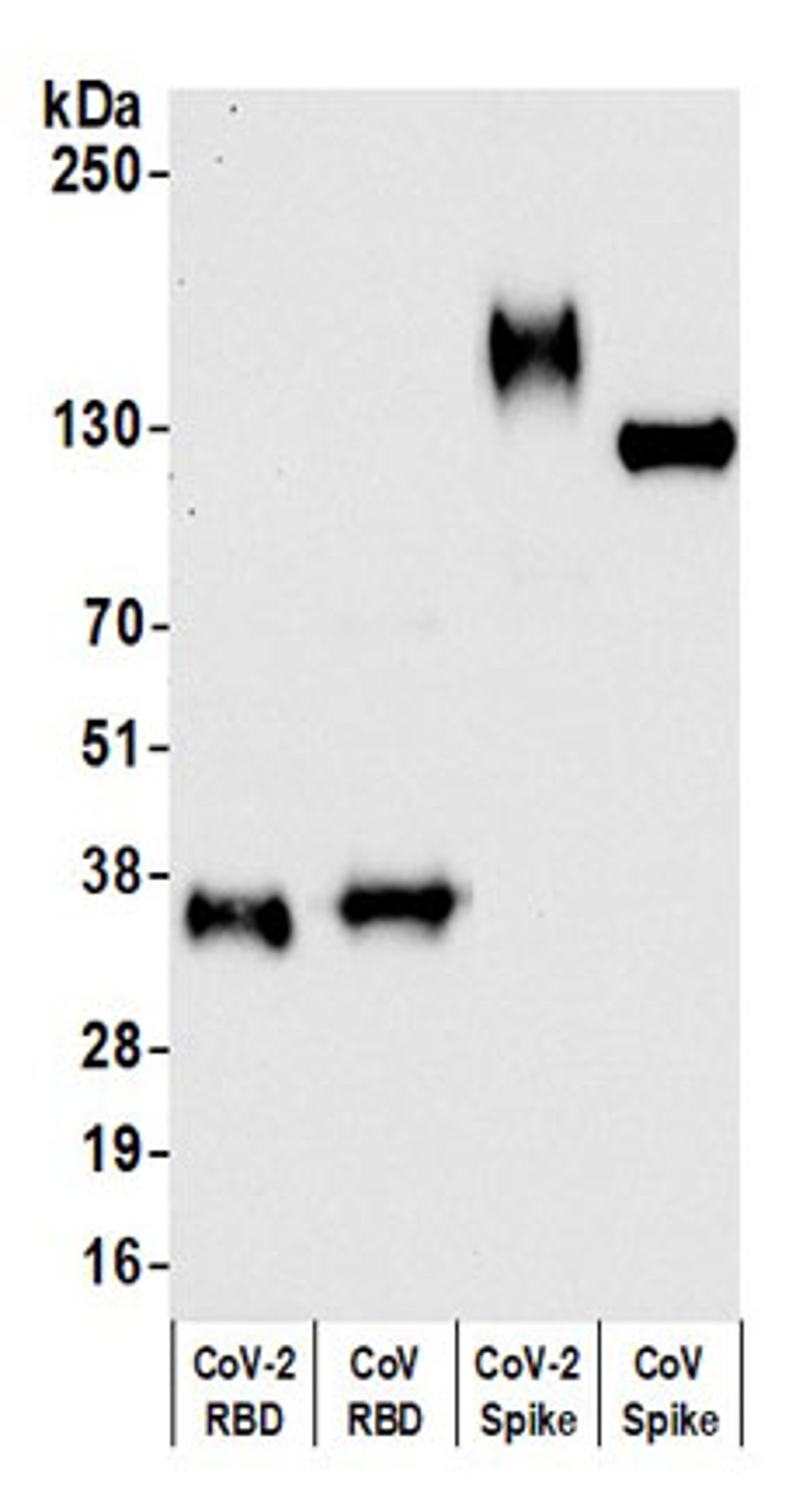 Detection of coronavirus spike protein RBD by western blot.