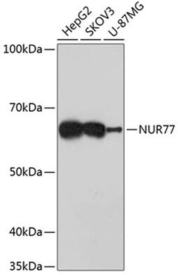 Western blot - NUR77 Rabbit mAb (A11703)