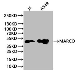 Western blot. All lanes: MARCO antibody at 1.97µg/ml + Jurkat whole cell lysate. Secondary. Goat polyclonal to rabbit IgG at 1/10000 dilution. Predicted band size: 53, 44 kDa. Observed band size: 53 kDa