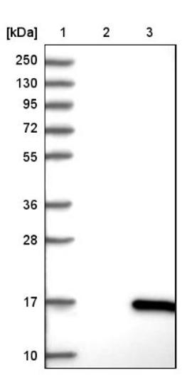 Western Blot: VPREB3 Antibody [NBP1-89347] - Lane 1: Marker [kDa] 250, 130, 95, 72, 55, 36, 28, 17, 10<br/>Lane 2: Negative control (vector only transfected HEK293T lysate)<br/>Lane 3: Over-expression lysate (Co-expressed with a C-terminal myc-DDK tag (~3.1 kDa) in mammalian HEK293T cells, LY415623)