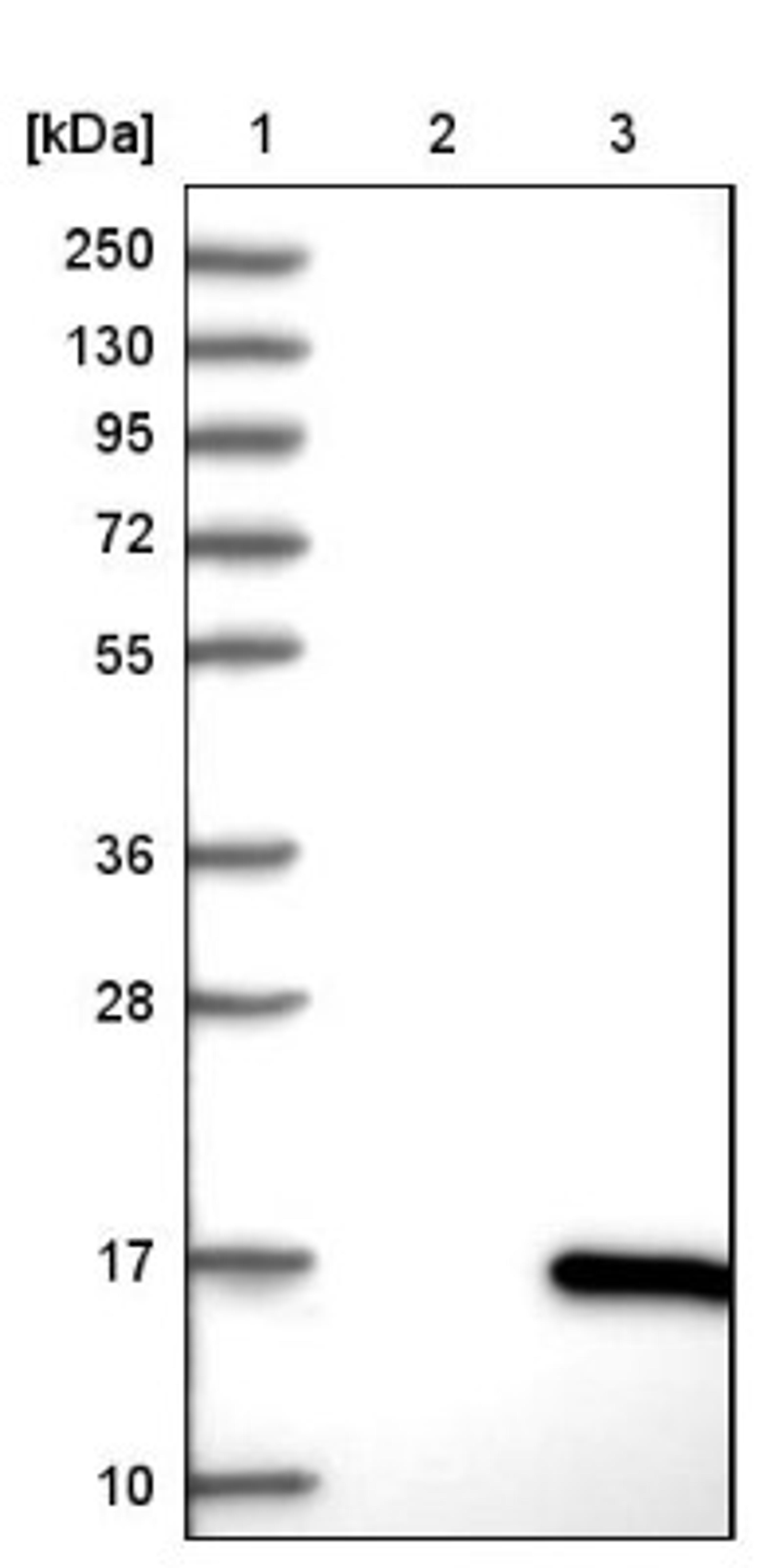 Western Blot: VPREB3 Antibody [NBP1-89347] - Lane 1: Marker [kDa] 250, 130, 95, 72, 55, 36, 28, 17, 10<br/>Lane 2: Negative control (vector only transfected HEK293T lysate)<br/>Lane 3: Over-expression lysate (Co-expressed with a C-terminal myc-DDK tag (~3.1 kDa) in mammalian HEK293T cells, LY415623)