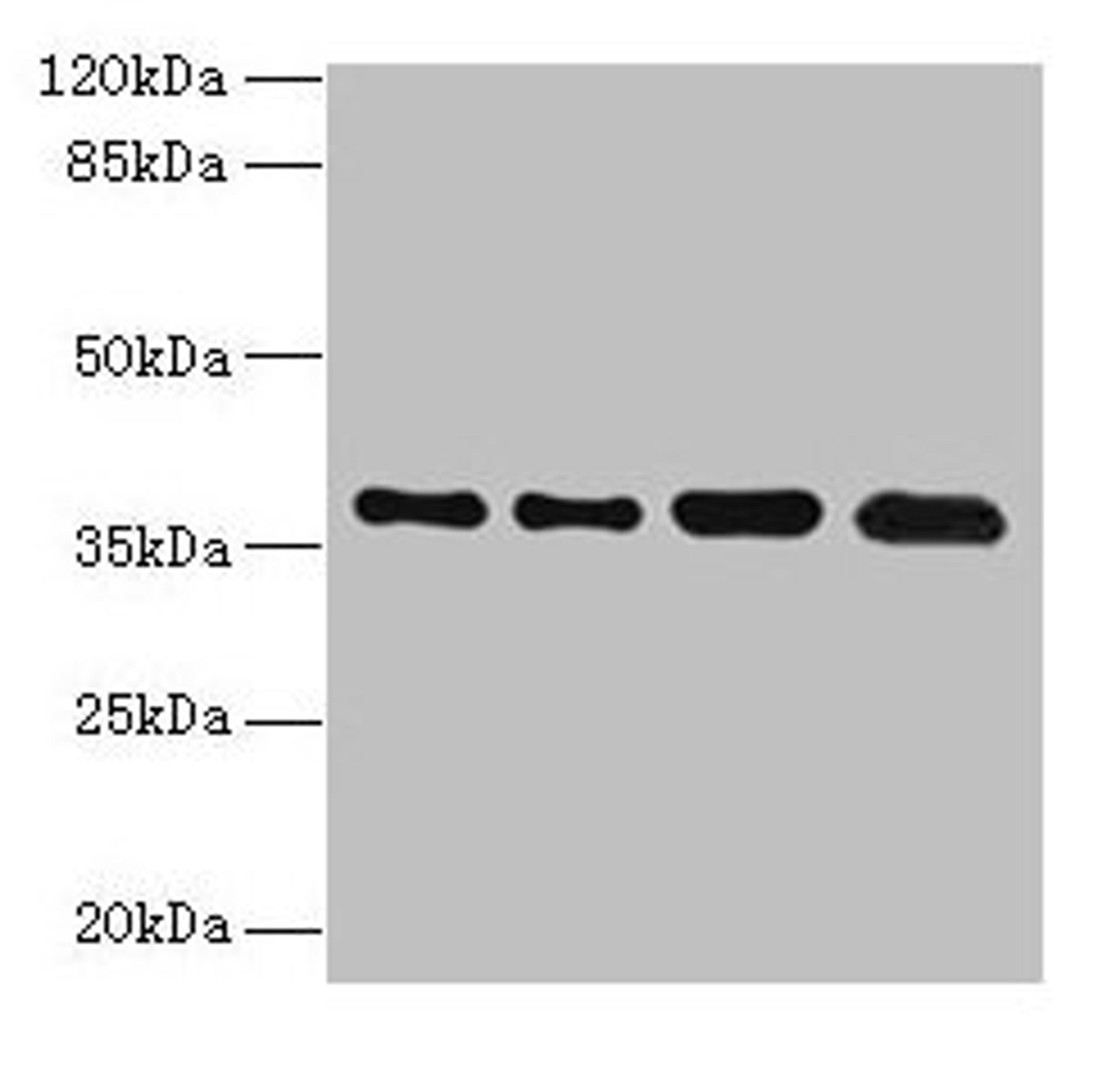 Western blot. All lanes: TMEM19 antibody at 1µg/ml. Lane 1: MCF-7 whole cell lysate. Lane 2: U251 whole cell lysate. Lane 3: Mouse stomach tissue. Lane 4: A549 whole cell lysate. Secondary. Goat polyclonal to rabbit IgG at 1/10000 dilution. Predicted band size: 37, 33 kDa. Observed band size: 37 kDa