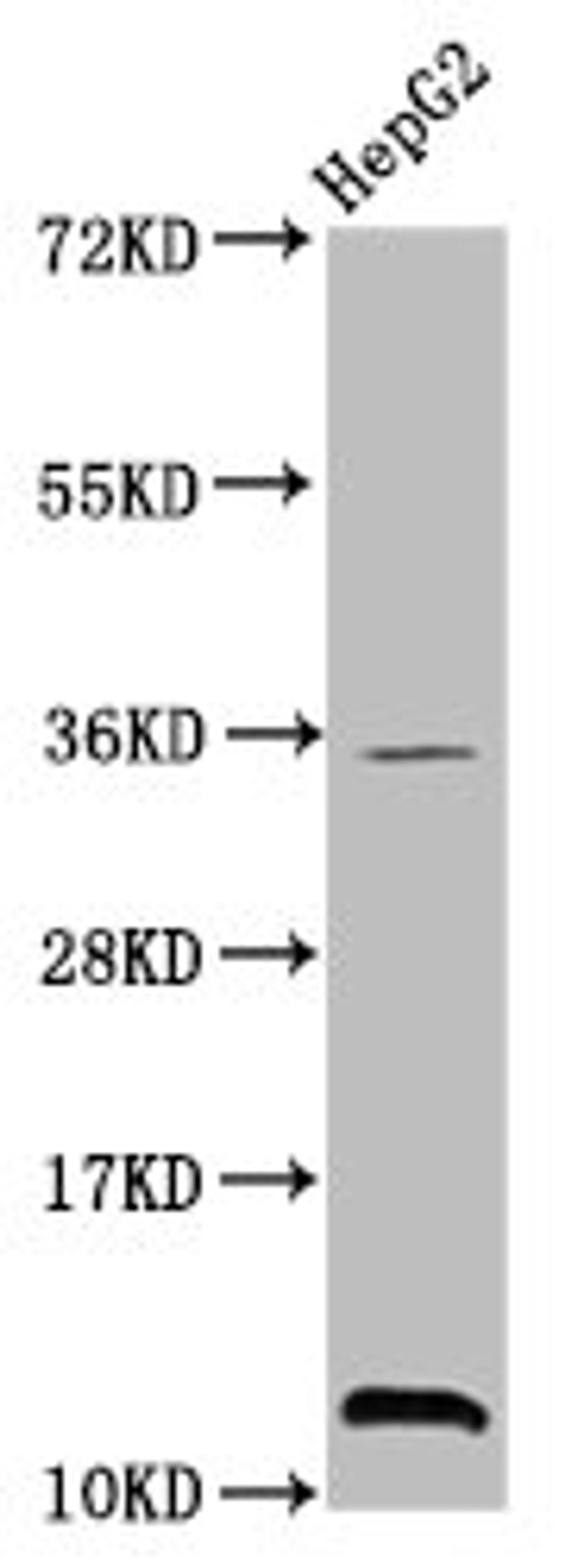 Western Blot. Positive WB detected in: HepG2 whole cell lysate. All lanes: HIST1H4A antibody at 0.8µg/ml. Secondary. Goat polyclonal to rabbit IgG at 1/50000 dilution. Predicted band size: 12 kDa. Observed band size: 12 kDa