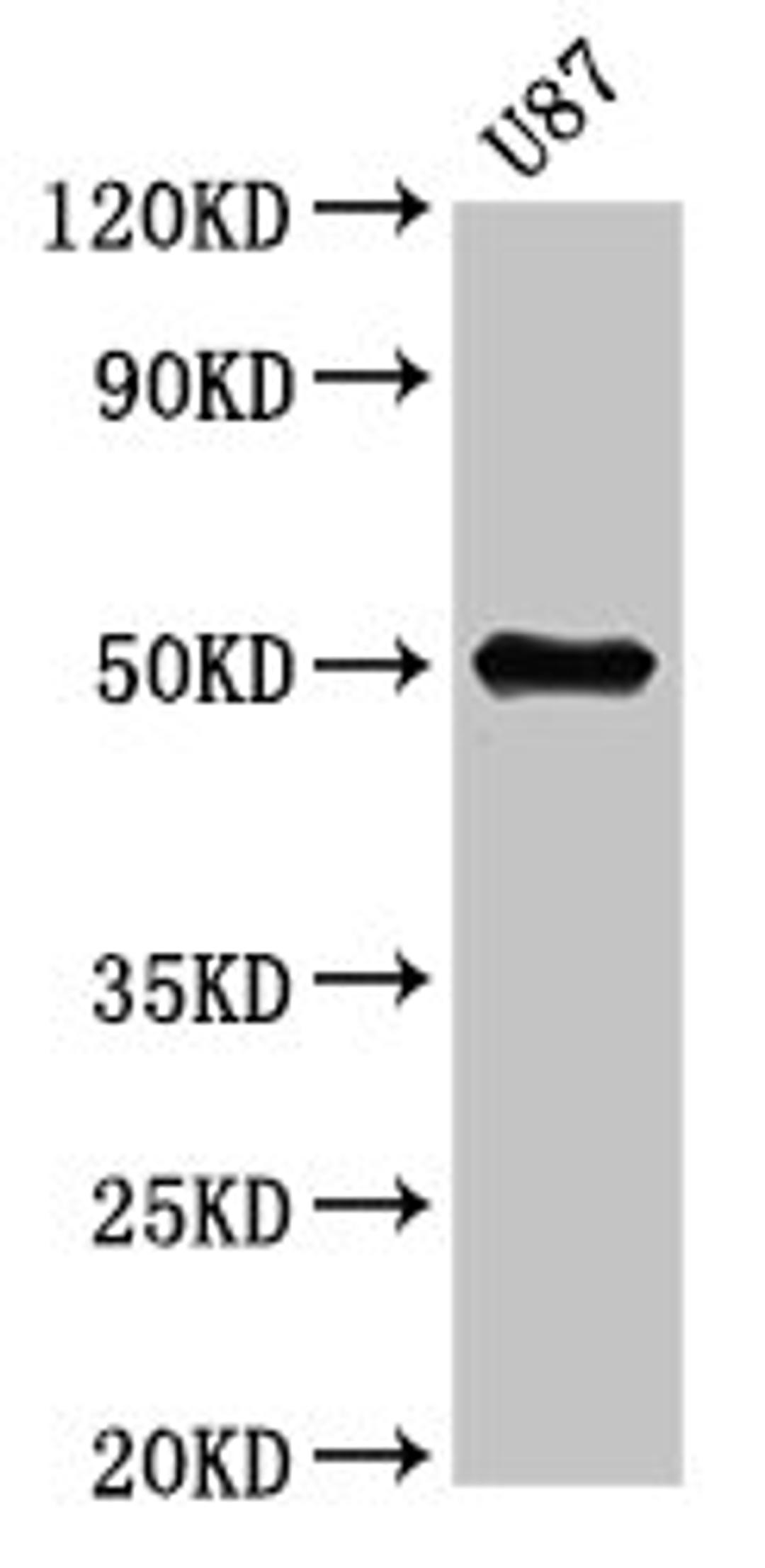 Western Blot. Positive WB detected in: U87 whole cell lysate. All lanes: URI1 antibody at 5.3µg/ml. Secondary. Goat polyclonal to rabbit IgG at 1/50000 dilution. Predicted band size: 60, 52, 57, 54 kDa. Observed band size: 52 kDa