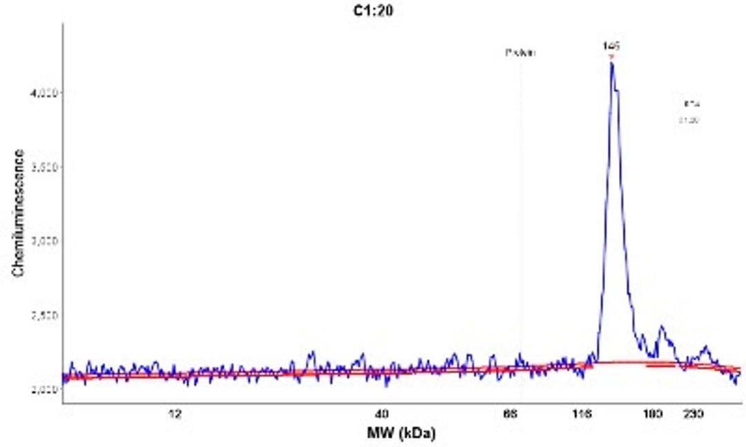 Simple Western: espin Antibody [NBP1-90588] - Electropherogram image(s) of corresponding Simple Western lane view. espin antibody was used at 1:20 dilution on RT-4 lysate(s).