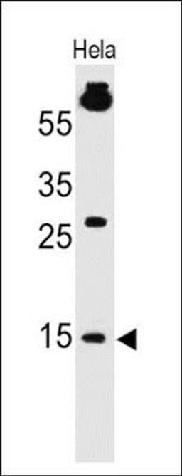 Western Blot: SUMO1 Antibody (SM1/495) [NBP2-32901] - Analysis using the Azide and BSA Free version of NBP2-32901. Detection of SUMO1 in human HeLa Cell lysate.