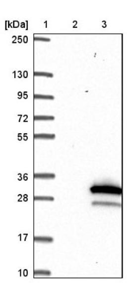 Western Blot: Synaptobrevin homolog YKT6 Antibody [NBP1-90344] - Lane 1: Marker [kDa] 250, 130, 95, 72, 55, 36, 28, 17, 10<br/>Lane 2: Negative control (vector only transfected HEK293T lysate)<br/>Lane 3: Over-expression lysate (Co-expressed with a C-terminal myc-DDK tag (~3.1 kDa) in mammalian HEK293T cells, LY416570)