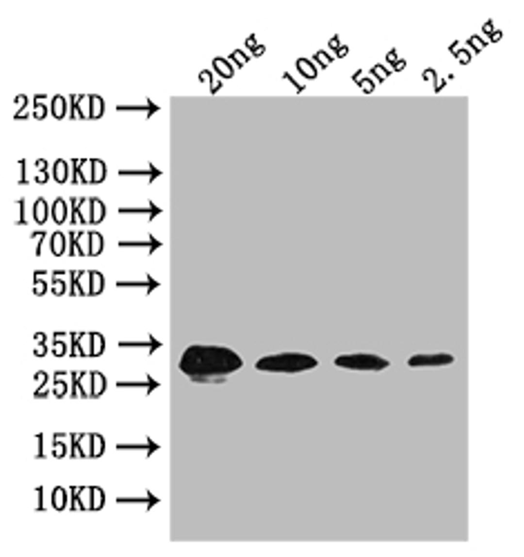 Western Blot. Positive WB detected in: recombinant protein. All lanes: bslA Antibody at 1:1000. Secondary. Goat polyclonal to rabbit IgG at 1/50000 dilution. Predicted band size: 32 kDa. Observed band size: 32 kDa.