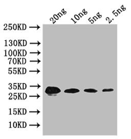 Western Blot. Positive WB detected in: recombinant protein. All lanes: bslA Antibody at 1:1000. Secondary. Goat polyclonal to rabbit IgG at 1/50000 dilution. Predicted band size: 32 kDa. Observed band size: 32 kDa.