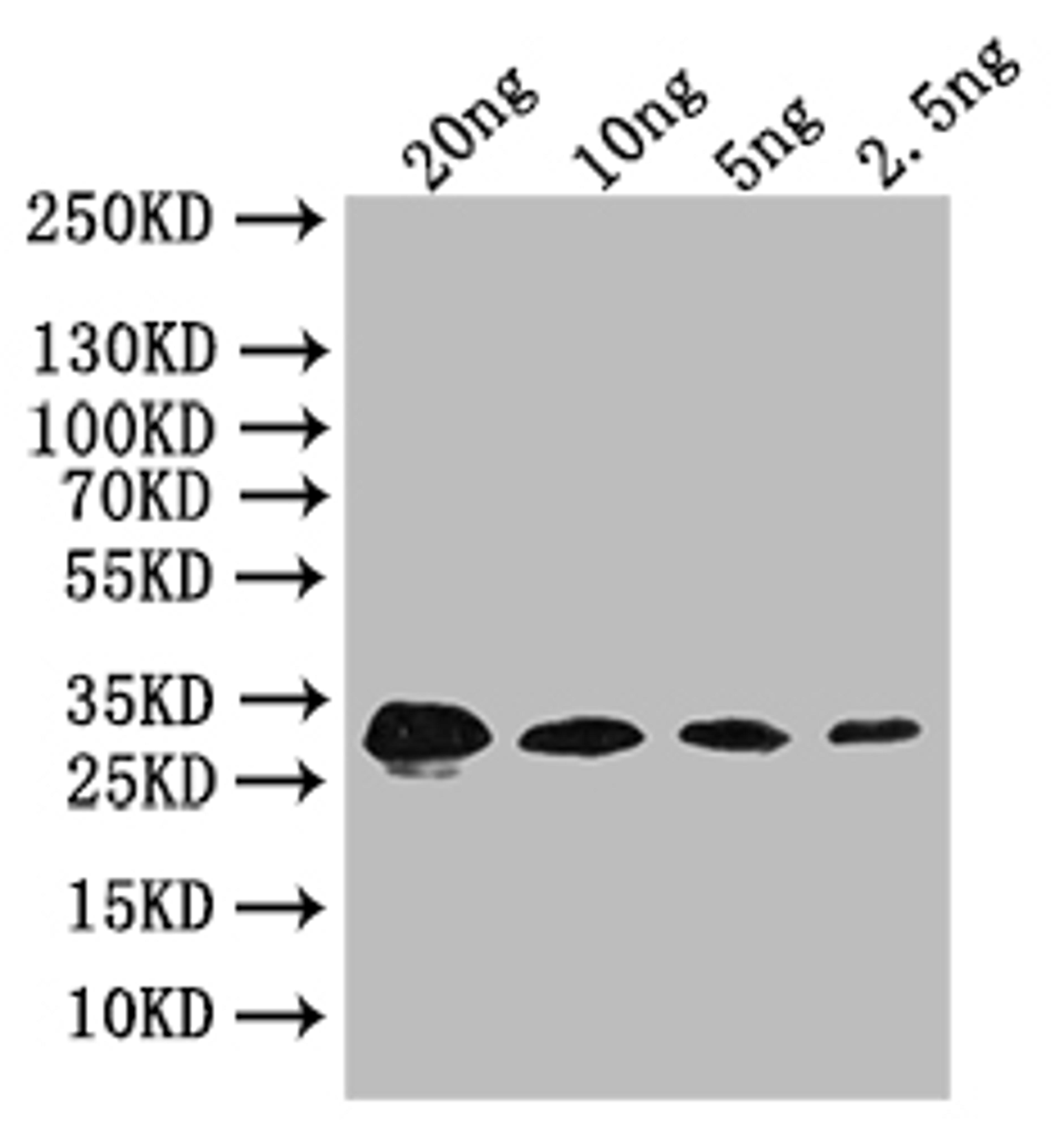 Western Blot. Positive WB detected in: recombinant protein. All lanes: bslA Antibody at 1:1000. Secondary. Goat polyclonal to rabbit IgG at 1/50000 dilution. Predicted band size: 32 kDa. Observed band size: 32 kDa.