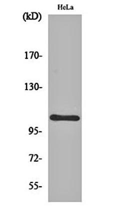 Western blot analysis of Hela cell lysates using NF kappa B-p105 antibody