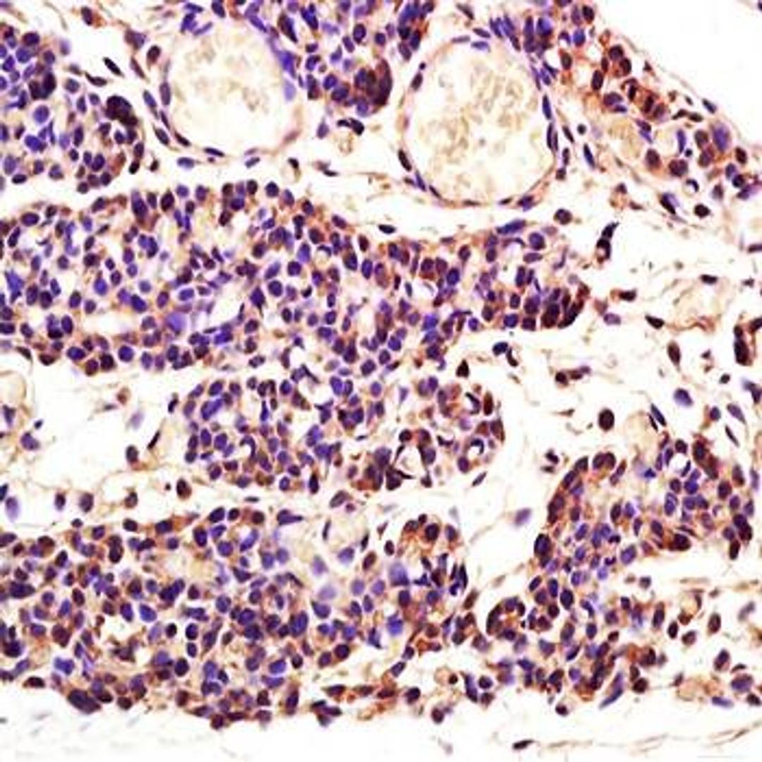 Immunohistochemical analysis of formalin-fixed and paraffin embedded mouse embryo tissue ( dilution at:1:200) using Aspartate Aminotransferase antibody