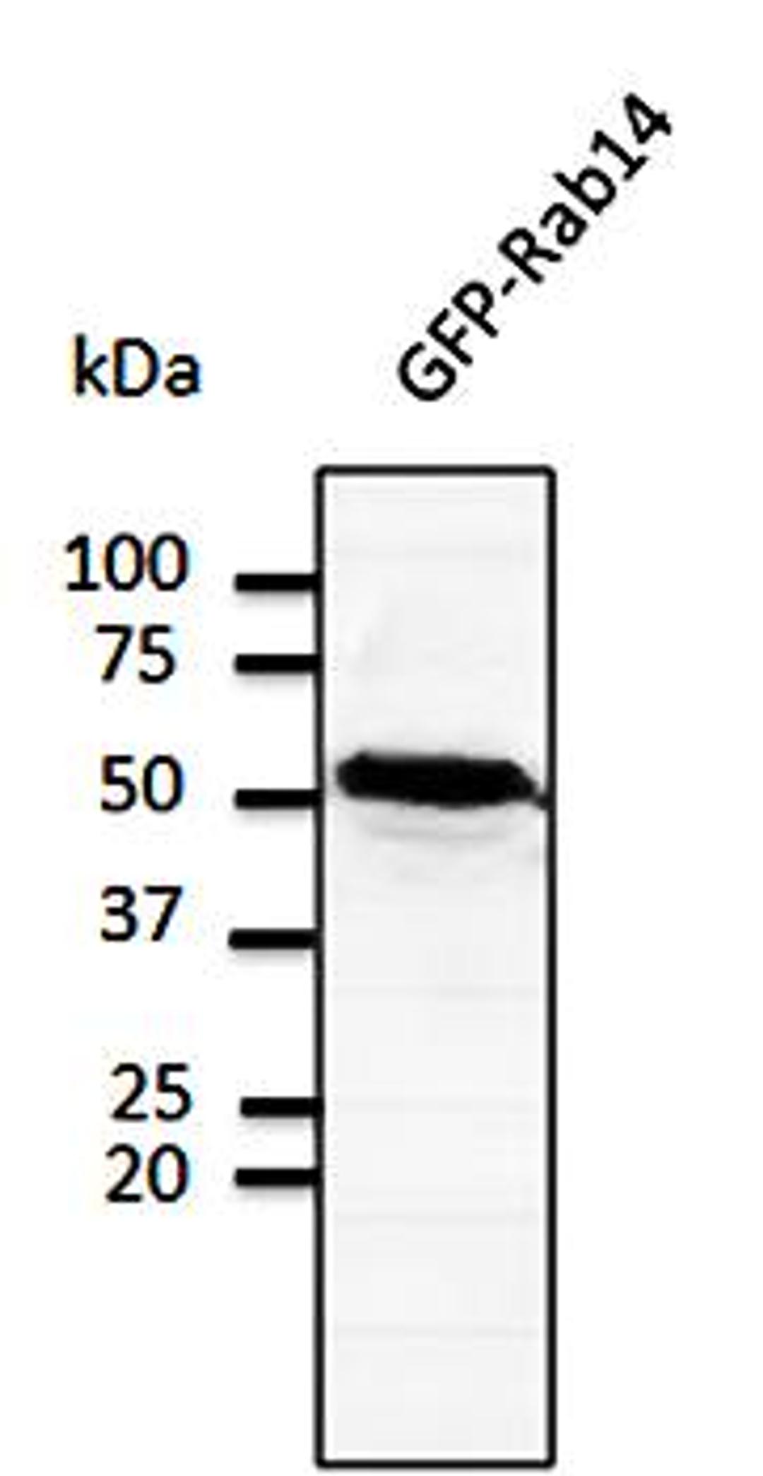 Western blot analysis of transfected 293HEK cell lysate using Rab14 antibody